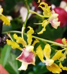 Орхидея Oncidium (отцвел)