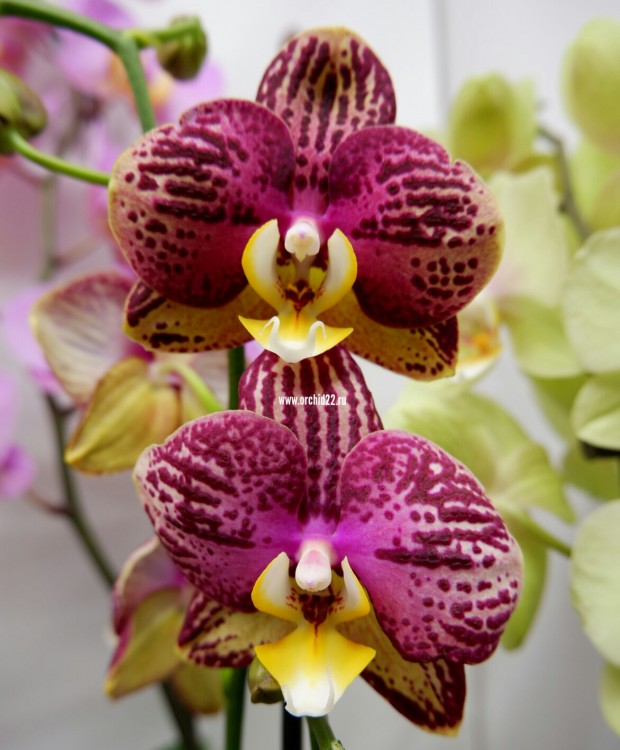 Орхидея Phalaenopsis Pinyf (отцвел, УЦЕНКА) 