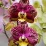 Орхидея Phalaenopsis Pinyf (отцвел, УЦЕНКА) 