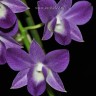 Орхидея Dendrobium Blue Happiness (отцвёл, деленка) 