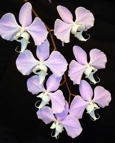 Орхидея Phalaenopsis sanderiana (еще не цвела)