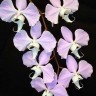 Орхидея Phalaenopsis sanderiana (еще не цвела)
