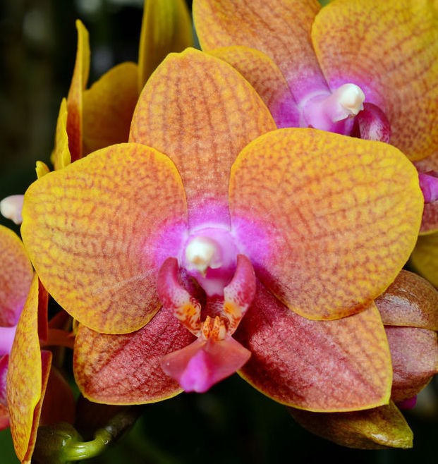 Орхидея Phalaenopsis Sogo Lawrence (еще не цвел) 