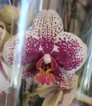 Орхидея Phalaenopsis Valley Dew, multiflora (отцвел)