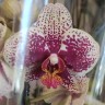 Орхидея Phalaenopsis Valley Dew, multiflora (отцвел)