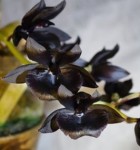 Орхидея Monnierara Millennium Magic 'Witchcraft' (еще не цвела) 