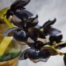 Орхидея Monnierara Millennium Magic 'Witchcraft' (еще не цвела) 