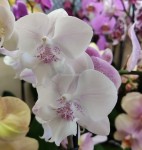 Орхидея Phalaenopsis Big Lip, midi (отцвел)