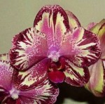 Орхидея Phalaenopsis I-Hsin Big Bang (еще не цвел) 