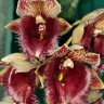Орхидея Clowesetum Penang Waltz (еще не цвёл)  