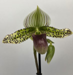 Орхидея Paphiopedilum sukhakulii hybrid   