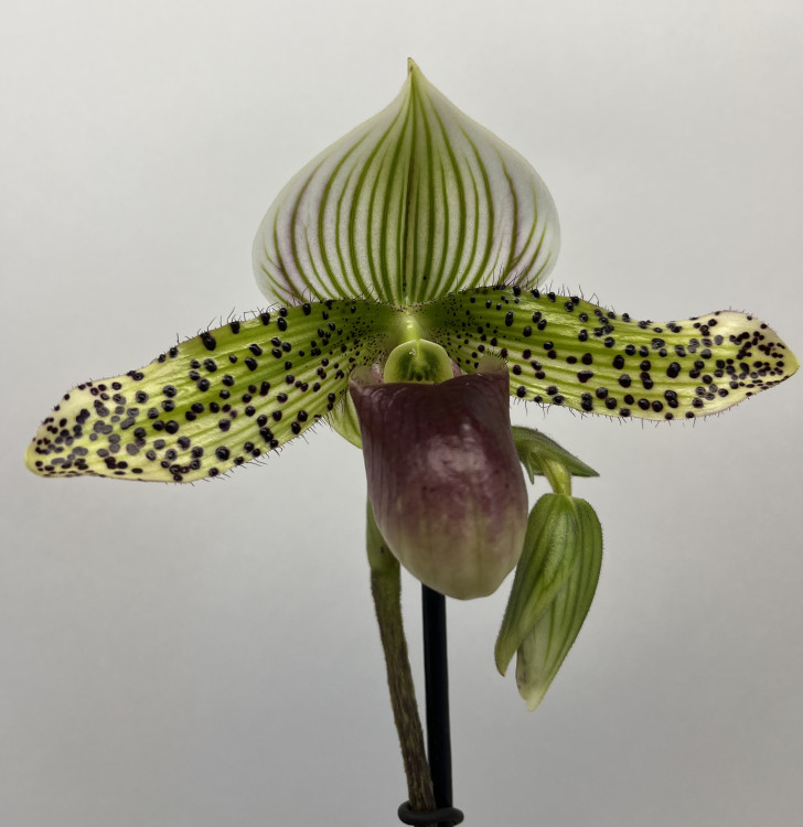 Орхидея Paphiopedilum sukhakulii hybrid   