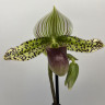Орхидея Paphiopedilum sukhakulii hybrid   