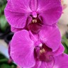 Орхидея Phal. Stellenbosch mutation (отцвел, РЕАНИМАШКА)