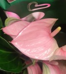 Anthurium Joli Pink (деленка без цветов)