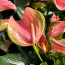 Anthurium Joli Blunsh (деленка без цветов)