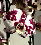 Орхидея Phalaenopsis