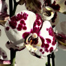 Орхидея Phalaenopsis