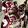 Орхидея Phalaenopsis