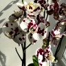 Орхидея Phalaenopsis