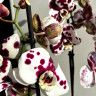 Орхидея Phalaenopsis