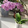 Орхидея Phalaenopsis Big Lip, multiflora 