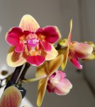 Орхидея Phal. Sogo Yellowtris peloric 3 lips, multiflora 