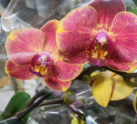 Орхидея Phalaenopsis midi