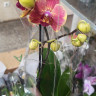 Орхидея Phalaenopsis midi