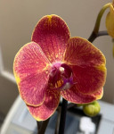 Орхидея Phalaenopsis midi