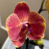 Орхидея Phalaenopsis midi