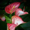 Anthurium Livium Red (деленка без цветов)