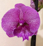Орхидея Phalaenopsis Big Lip (отцвел)    