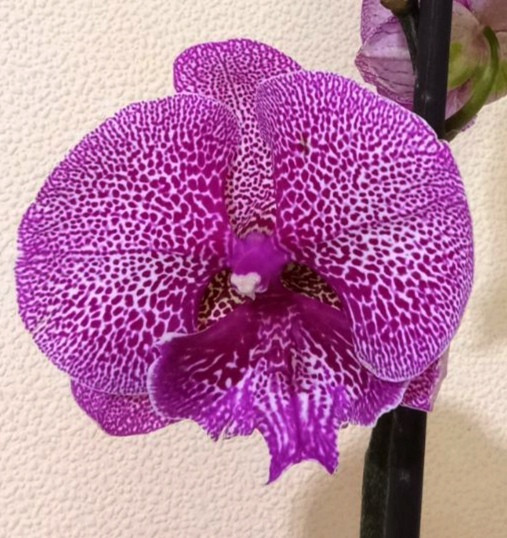 Орхидея Phalaenopsis Big Lip (отцвел)    