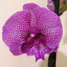 Орхидея Phalaenopsis Big Lip (отцвел)    