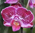Орхидея Phalaenopsis Rosy Clouds (отцвел, РЕАНИМАШКА)