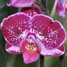 Орхидея Phalaenopsis Rosy Clouds 