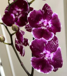 Орхидея Phalaenopsis Big Lip  