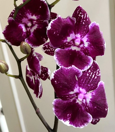 Орхидея Phalaenopsis Big Lip (отцвел)    
