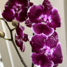 Орхидея Phalaenopsis Big Lip (отцвел)    
