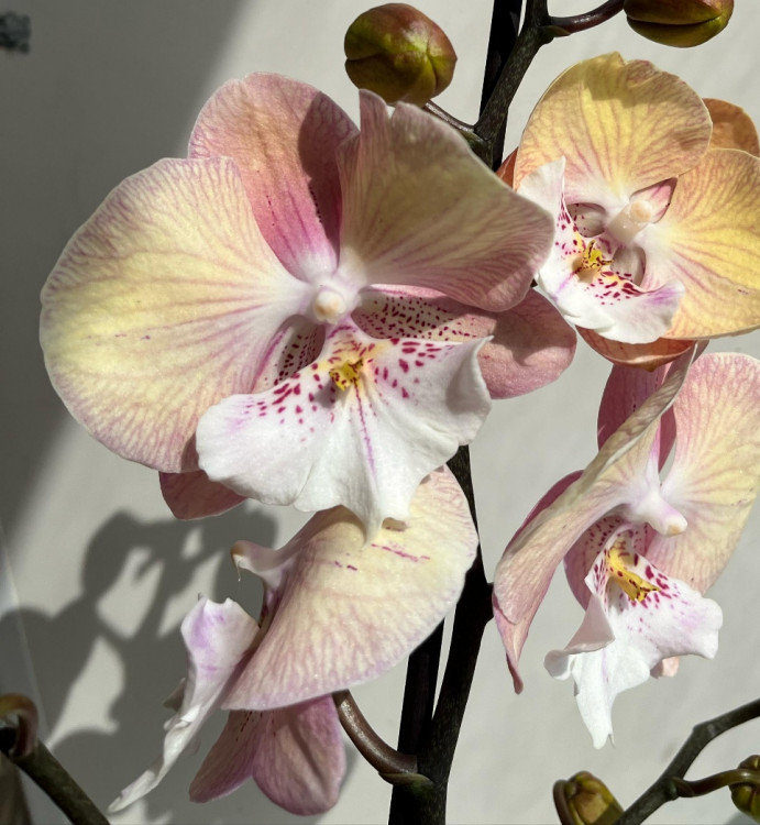 Орхидея Phalaenopsis Rainbow Unicorn, Big Lip (отцвел)