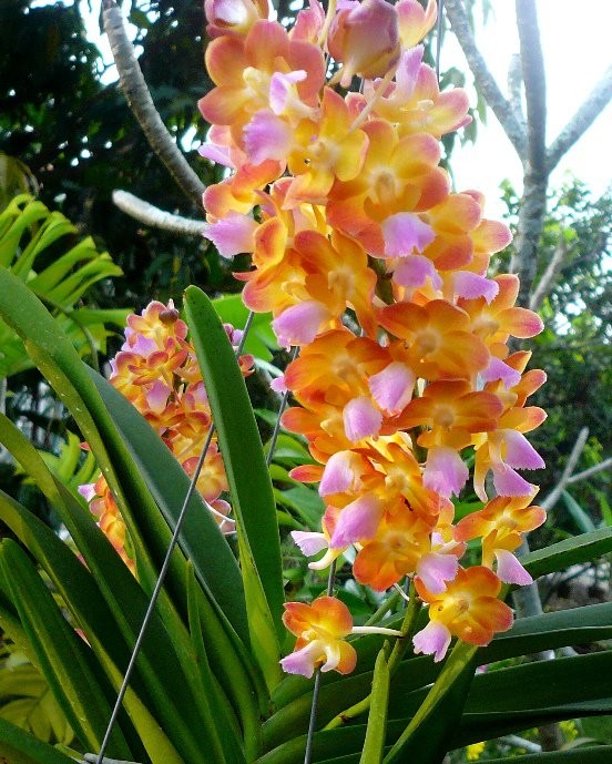 Орхидея Rhynchorides Bangkok Sunset (отцвела)