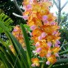Орхидея Rhynchorides Bangkok Sunset 