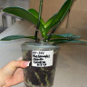 Орхидея Phal. Manta Romblon, Big Lip (отцвел, РЕАНИМАШКА*)