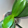 Орхидея Phal. Manta Romblon, Big Lip (отцвел, РЕАНИМАШКА*)