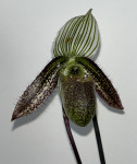 Орхидея Paphiopedilum wardii (отцвел)
