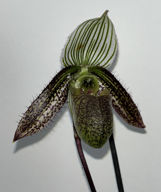 Орхидея Paphiopedilum wardii (отцвел)