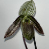 Орхидея Paphiopedilum wardii (отцвел)