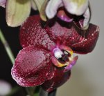 Орхидея Phalaenopsis Red Dream
