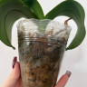 Орхидея Phalaenopsis Purple Princess, mini (отцвел, РЕАНИМАШКА) 